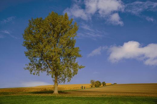 Der Baum