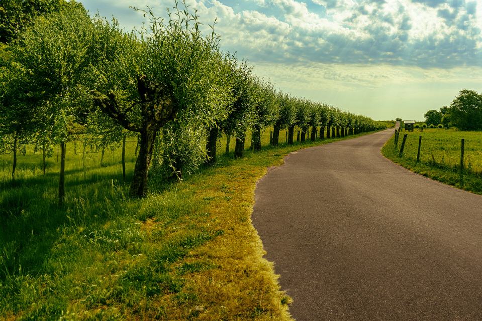 Baumreihe im Außendeich